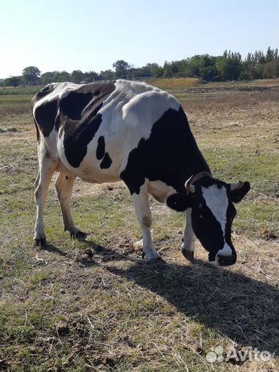 Корова стельная дойная