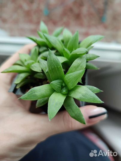 Хавортия ретуза, алоэ пепе, гастералоэ