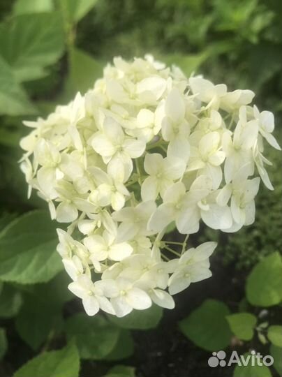Гортензия Анабель, саженцы