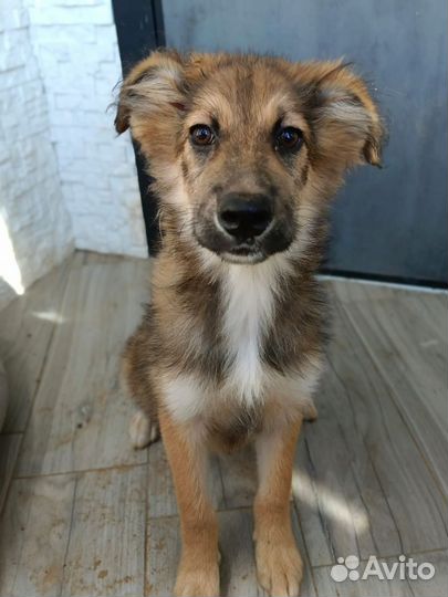 Щенулька-кроха 3 мес в добрые ручки