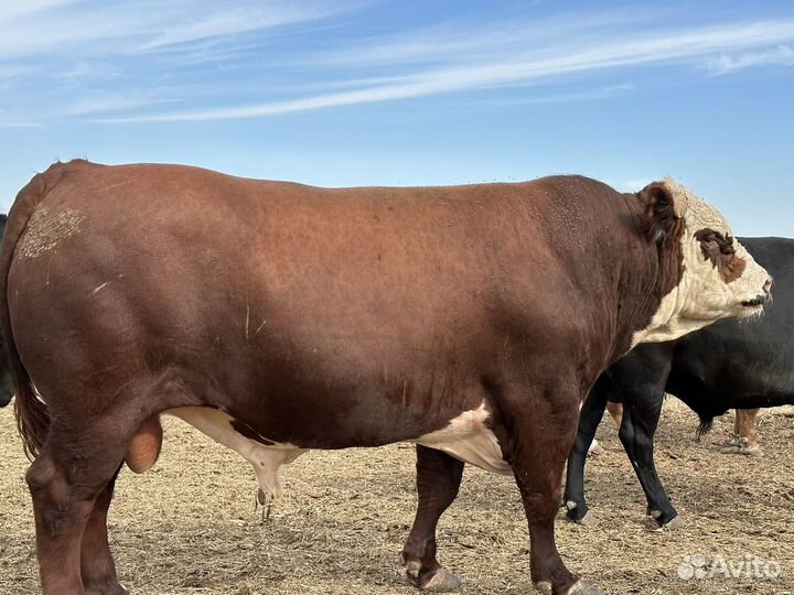 Быки герефорд на племя