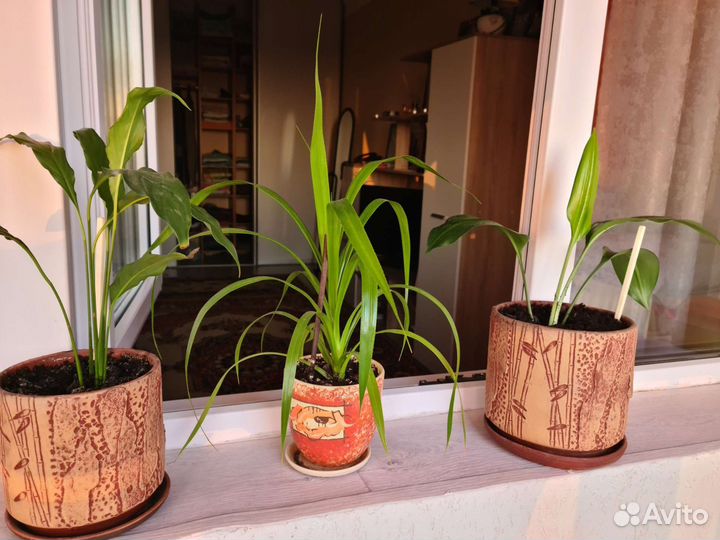 Комнатные цветы панданус