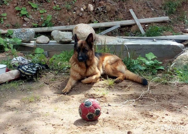 Выгул собак