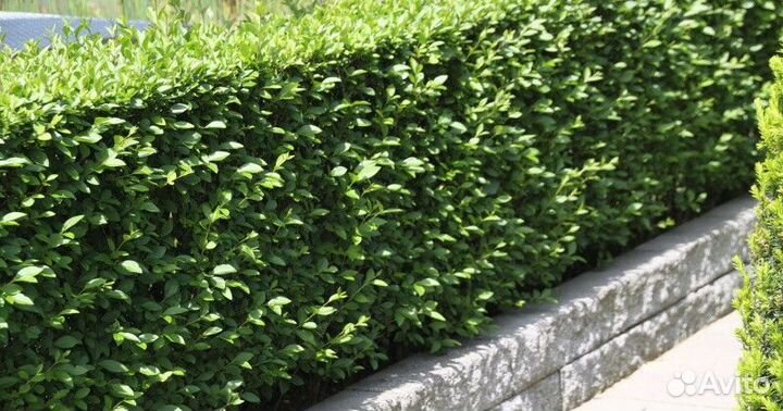 Бирючина обыкновенная Высота от 25см