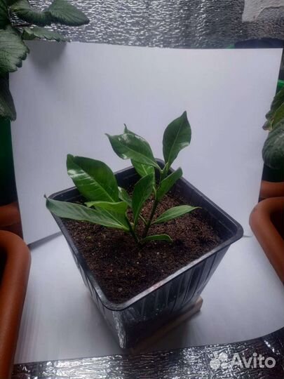 Гардения жасминовидная (жасминовая)