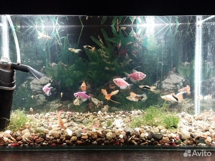 Аквариумные рыбки, креветки