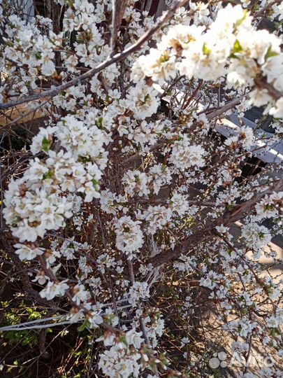 Саженцы вишня войлочная на ножке