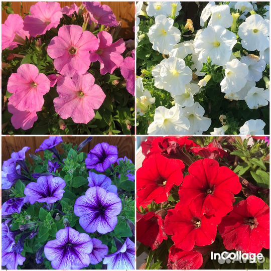 Рассада петунии