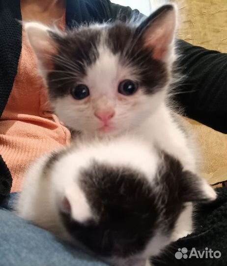 Котята метисы