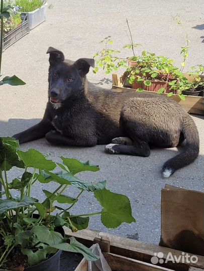 Собака в добрые руки
