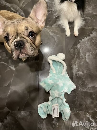 Кофта, курточка для собак, кошек