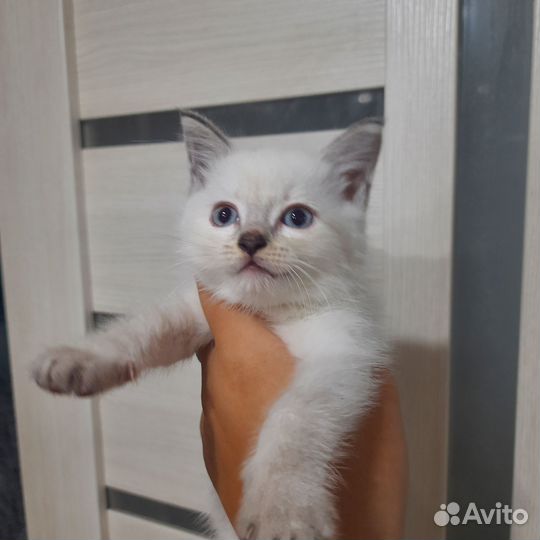 Отдам котят в добрые руки