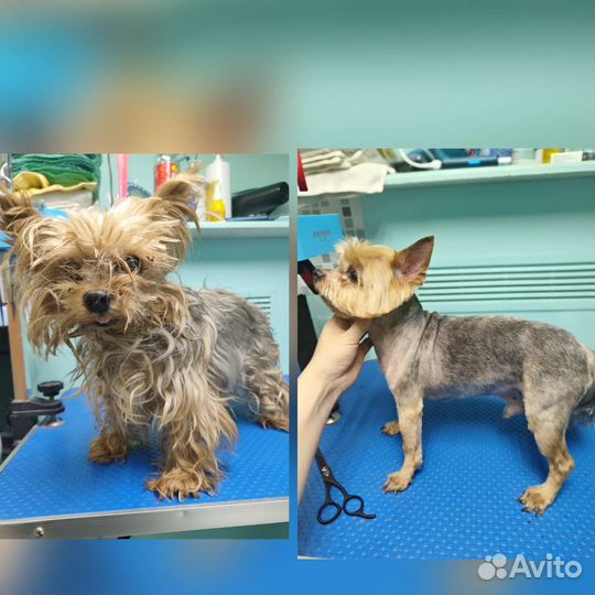 Стрижка кошек и собак (груминг)