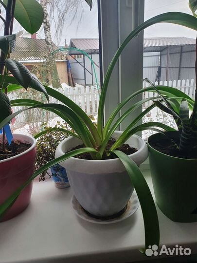 Гиппеаструм амариллис