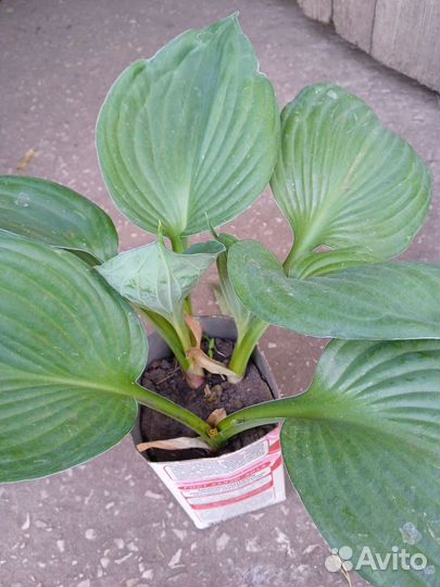 Монарда. Астильба. Адонис. Бузульник