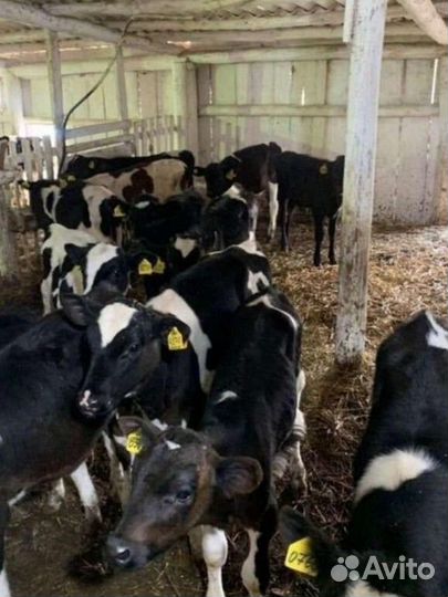 Бычки на откорм