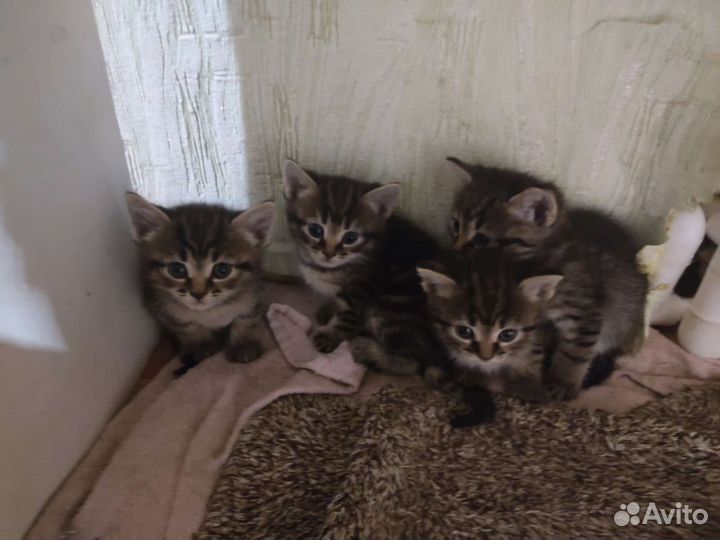 Котята в дар