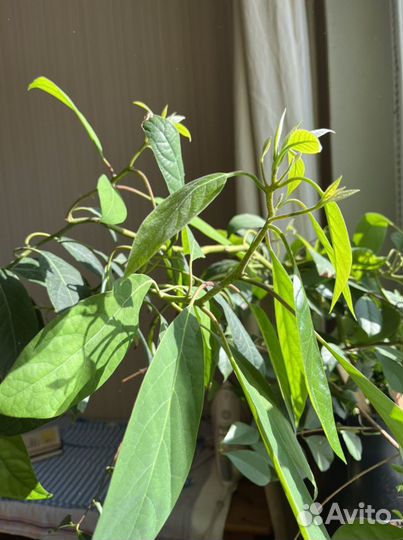 Авокадо растение более 150 см