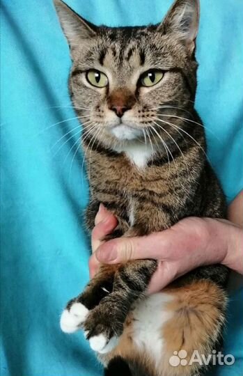 Отдам кошечку