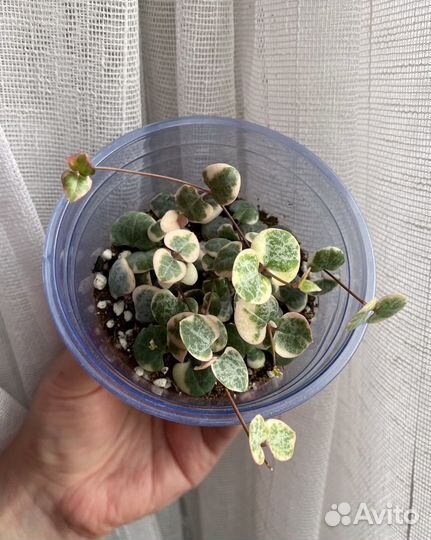 Растения разные #2