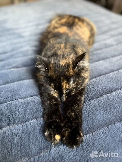 Кошка в дар