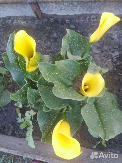 Садовые каллы