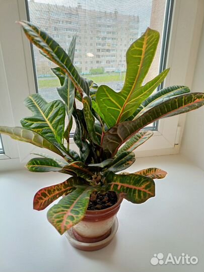 Кодиеум кротон