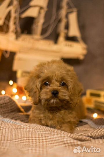 Кокапу mini мальчик