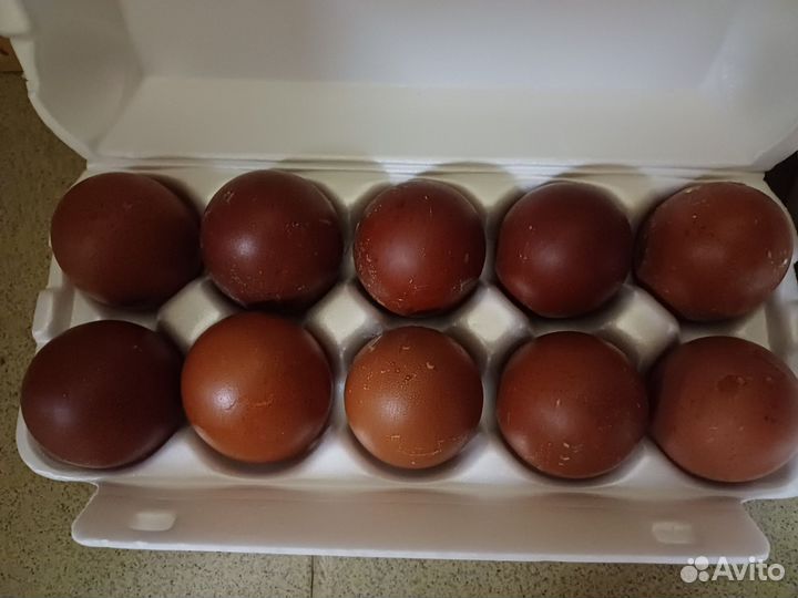 Инкубационное яйцо