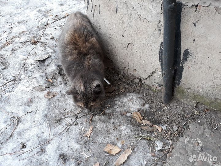 Кошечка Пушинка в добрые ручки