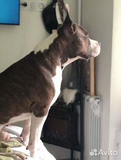 Племенной кобель Стаффордширский терьер вязка