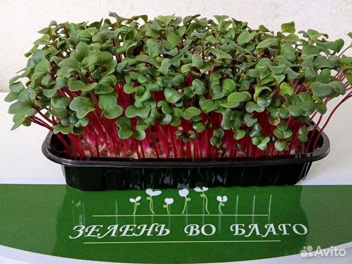 Микрозелень горох