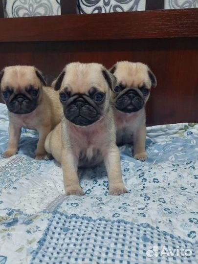 Щенки Мопса