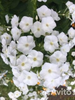 Садовые цветы