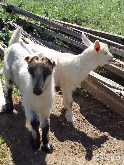Козлик и козочка