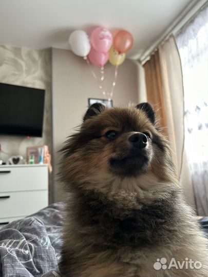 Померанский шпиц