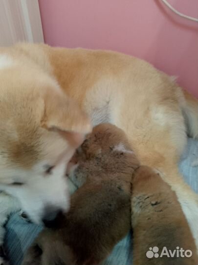 Щенки акита ину