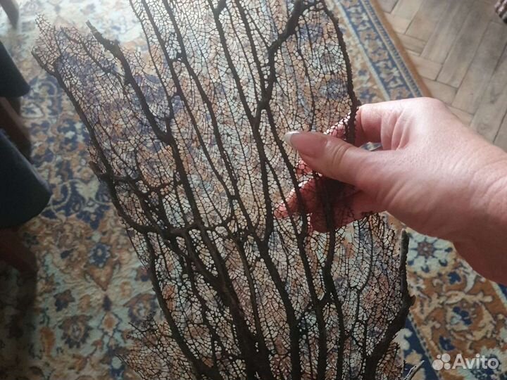 Растения со дна океанов