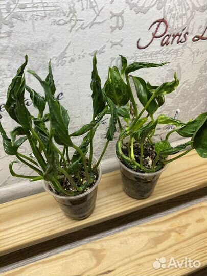 Эпипремнум, Сциндапсус