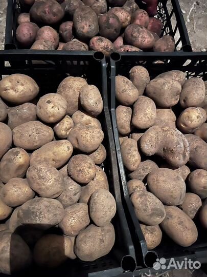 Картофель на еду и посадку, свекла