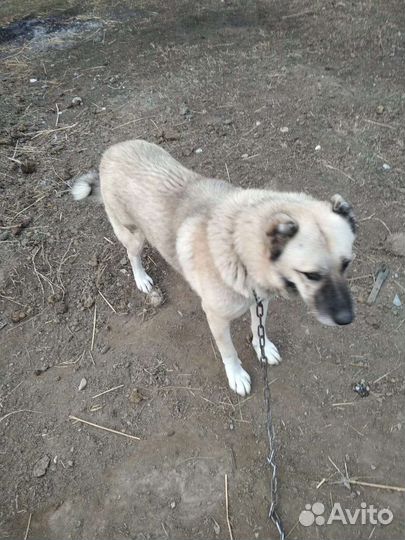 Кавказский волкодав