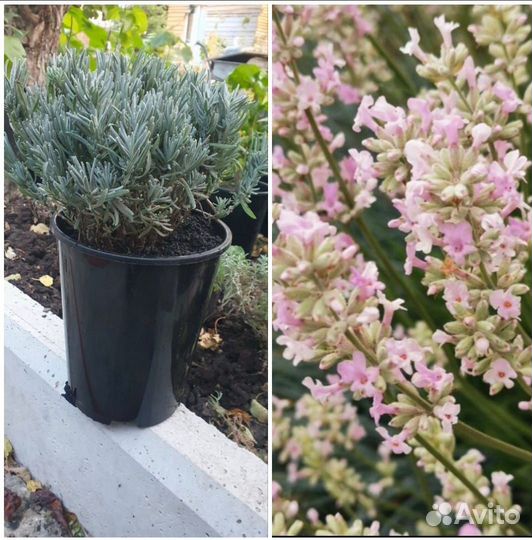 Лаванда розовая