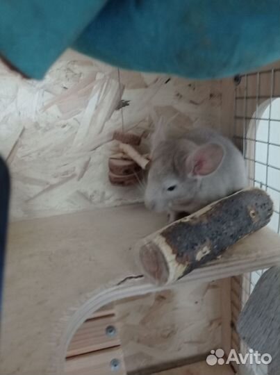 Шиншилла