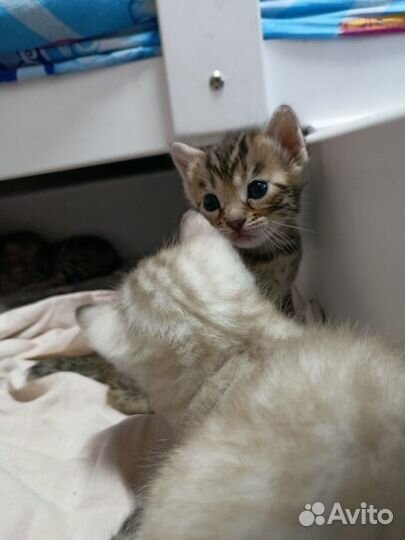 Бенгальские котята