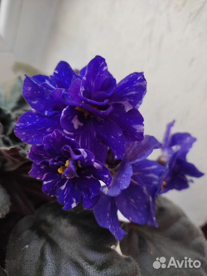 Фиалки, колеус