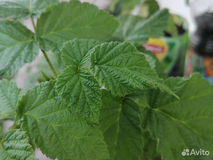 Малина ремонт. Жёлтая, Красная