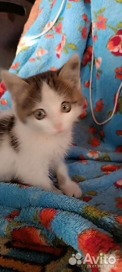 Котенок