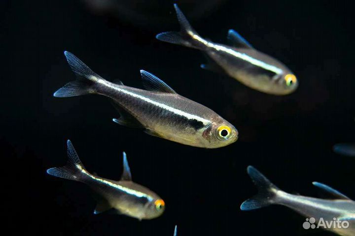 Тернеция, неоны, королевская тетра и др