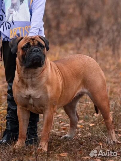 Бульмастиф