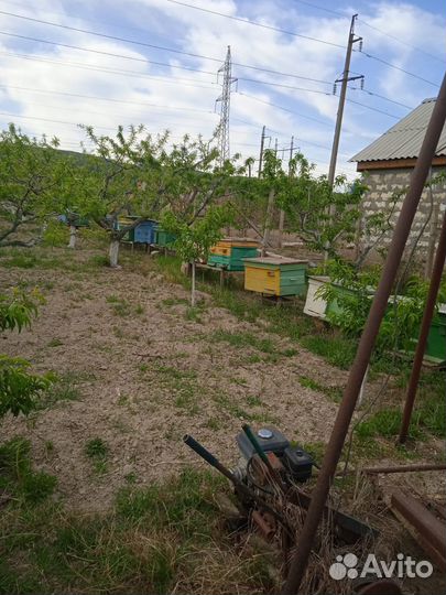 Пасека, пчелосемьи, улья